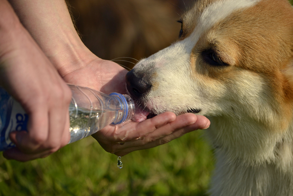 dog drinking water in outdoor
